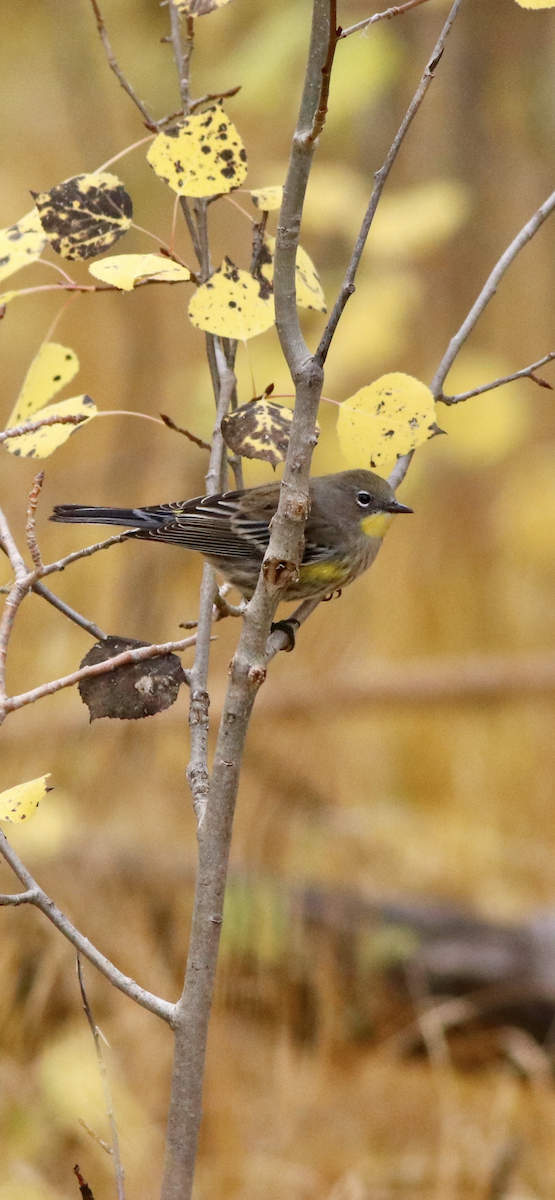 Yellow-rumped Warbler (Audubon's) - ML643256589