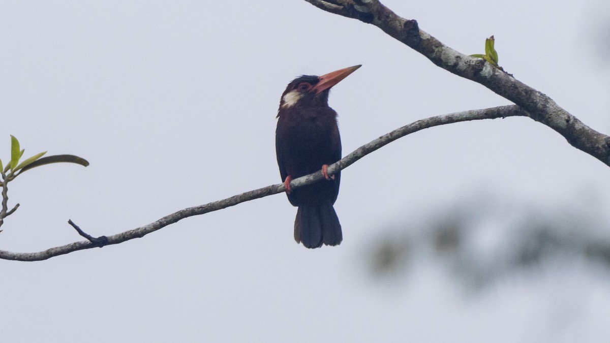 White-eared Jacamar - ML643256601
