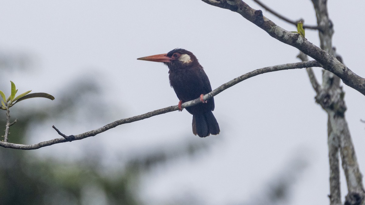 White-eared Jacamar - ML643256602