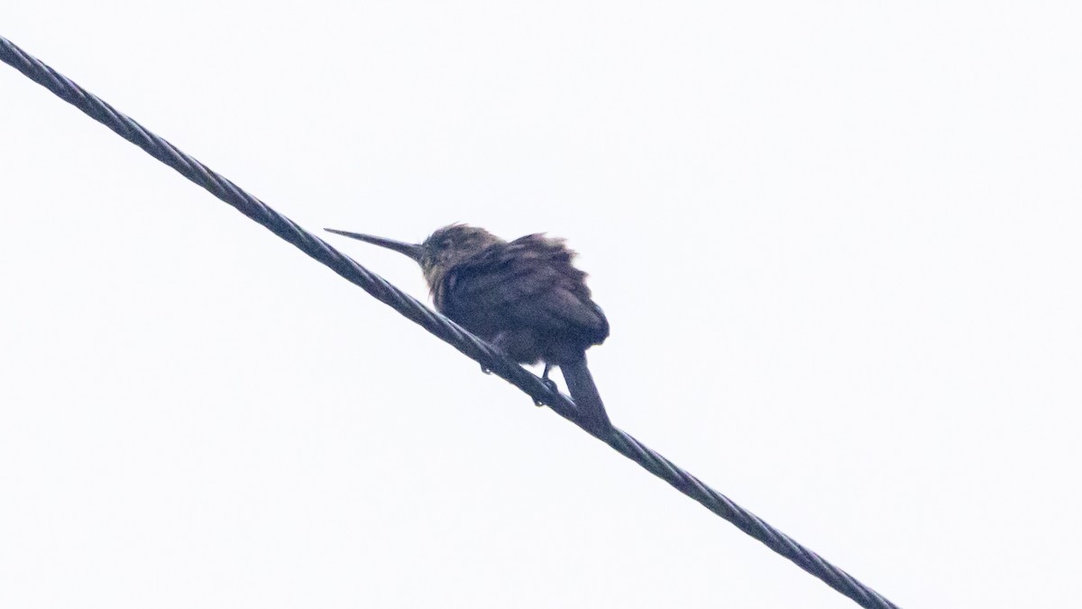 Brown Jacamar - ML643256612