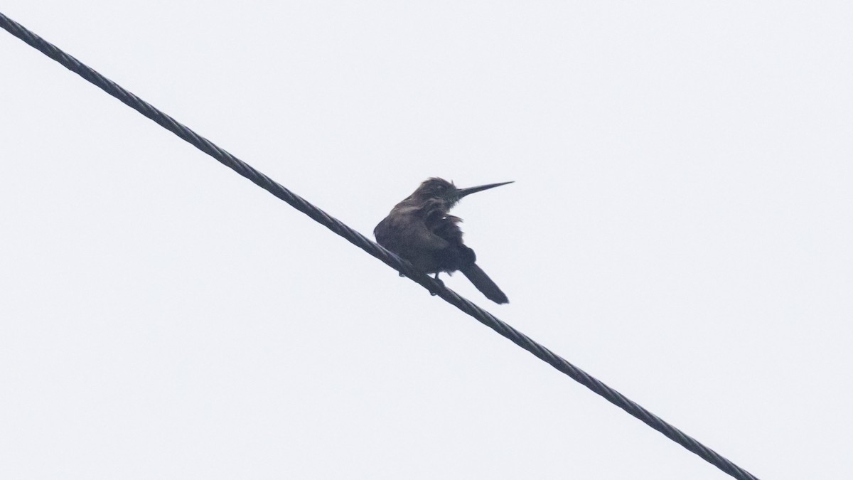 Brown Jacamar - ML643256613