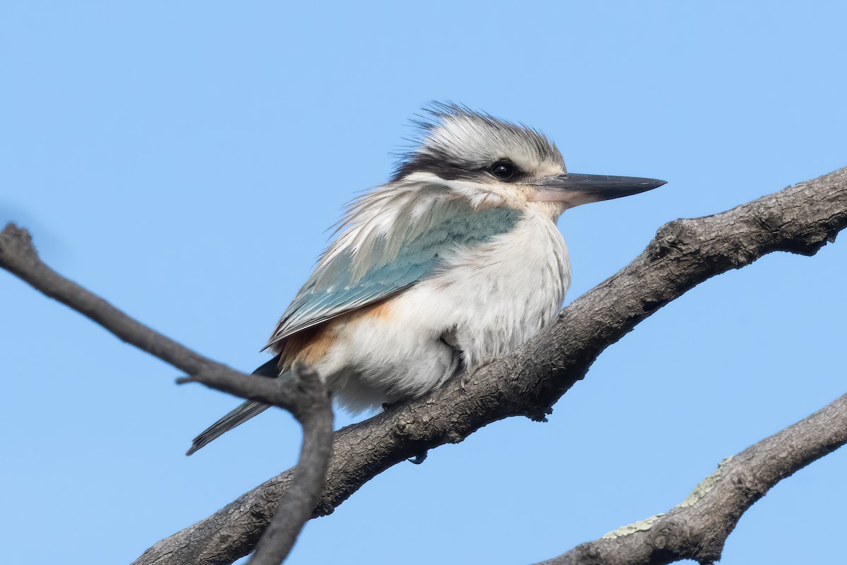 Red-backed Kingfisher - ML643256614