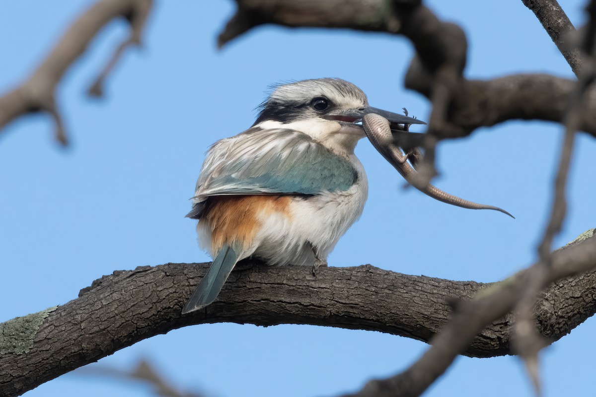 Red-backed Kingfisher - ML643256615