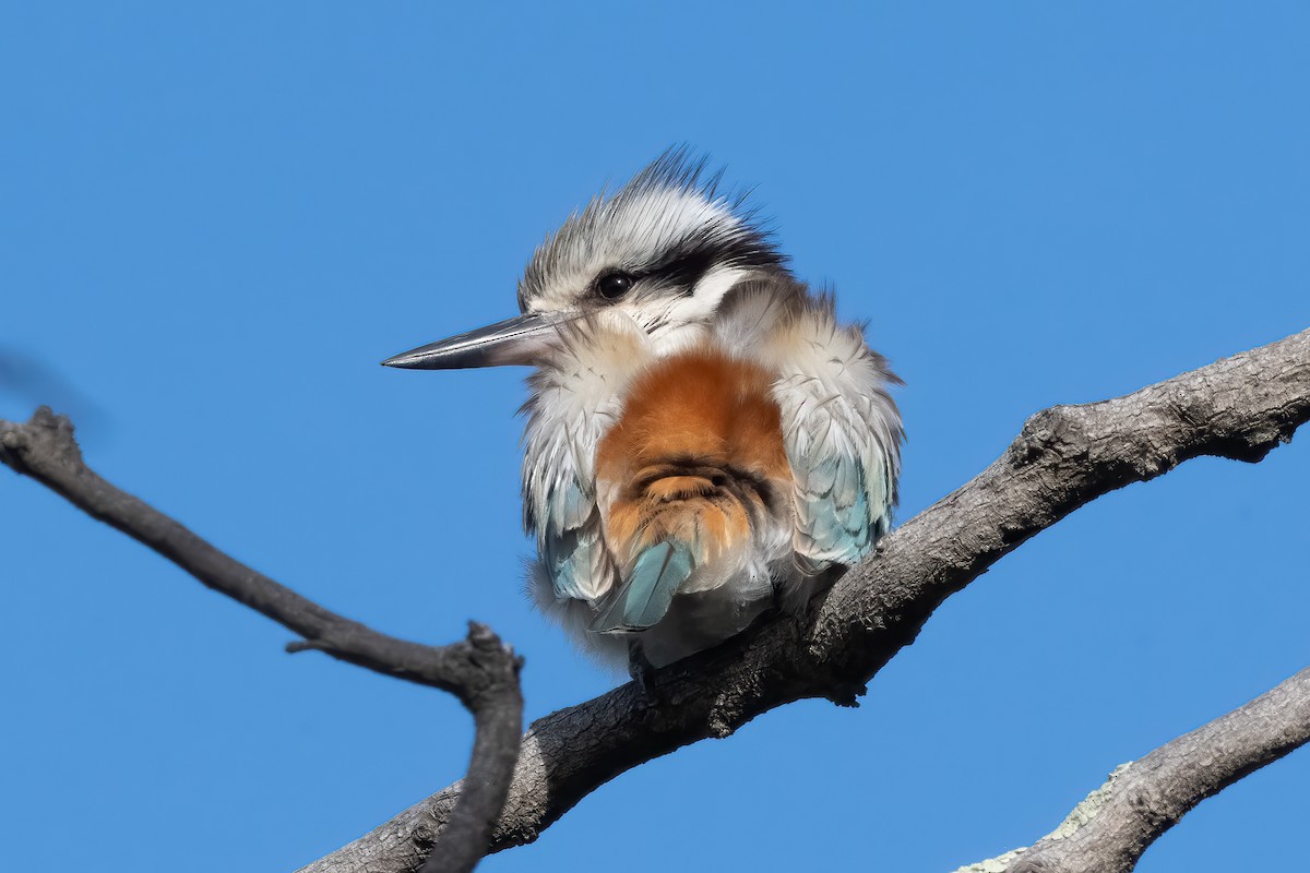 Red-backed Kingfisher - ML643256616