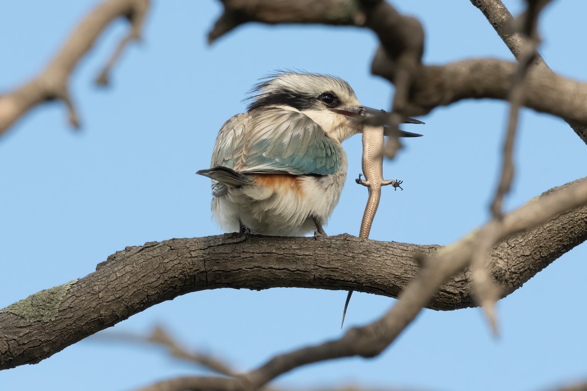 Red-backed Kingfisher - ML643256617