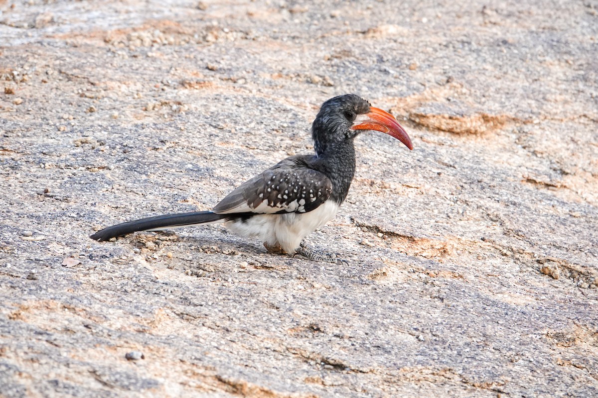 Monteiro's Hornbill - ML643256712