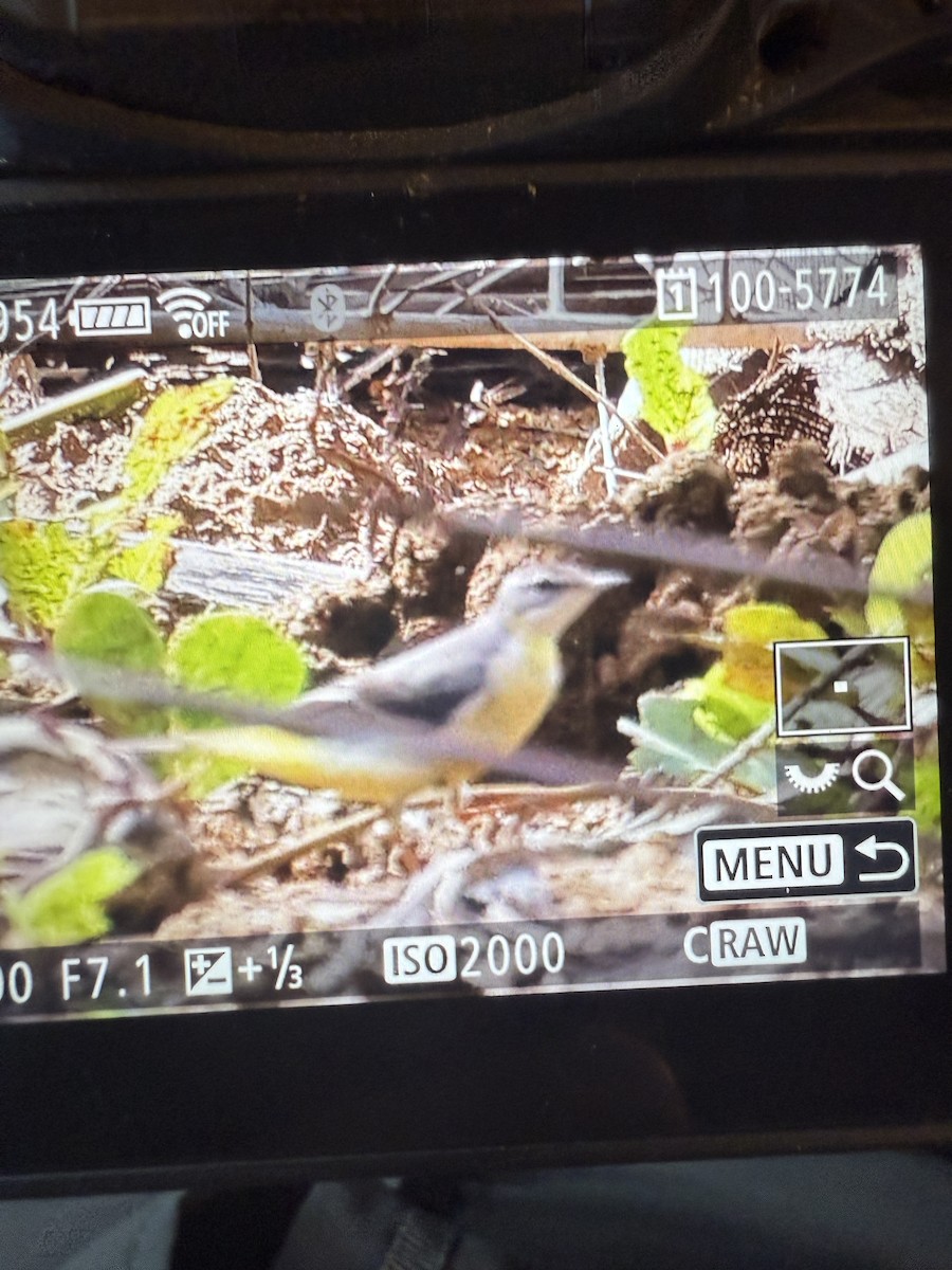 Gray Wagtail - ML643256746