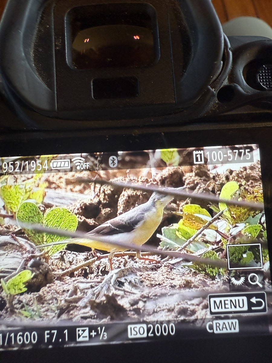 Gray Wagtail - ML643256747