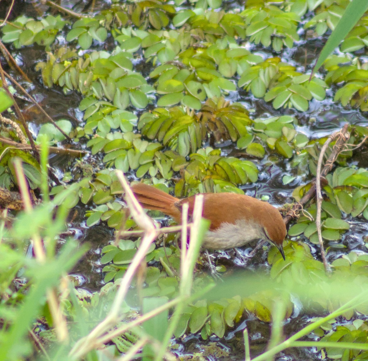 キバシリカマドドリ - ML643256758