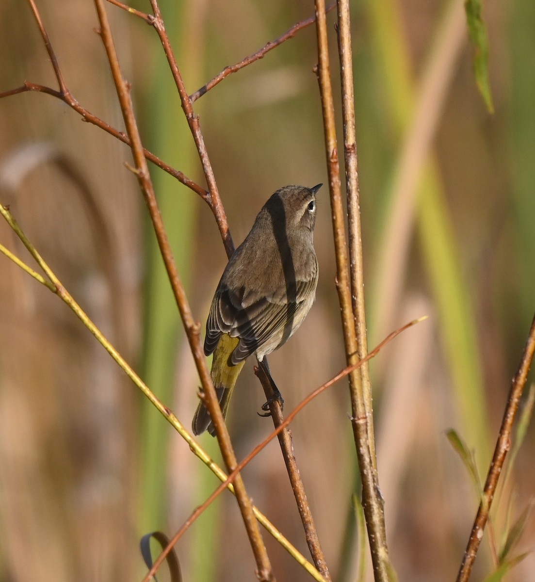 Palm Warbler - ML643256769