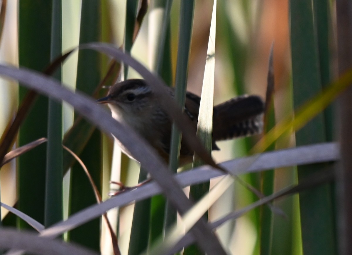 Marsh Wren - ML643256782