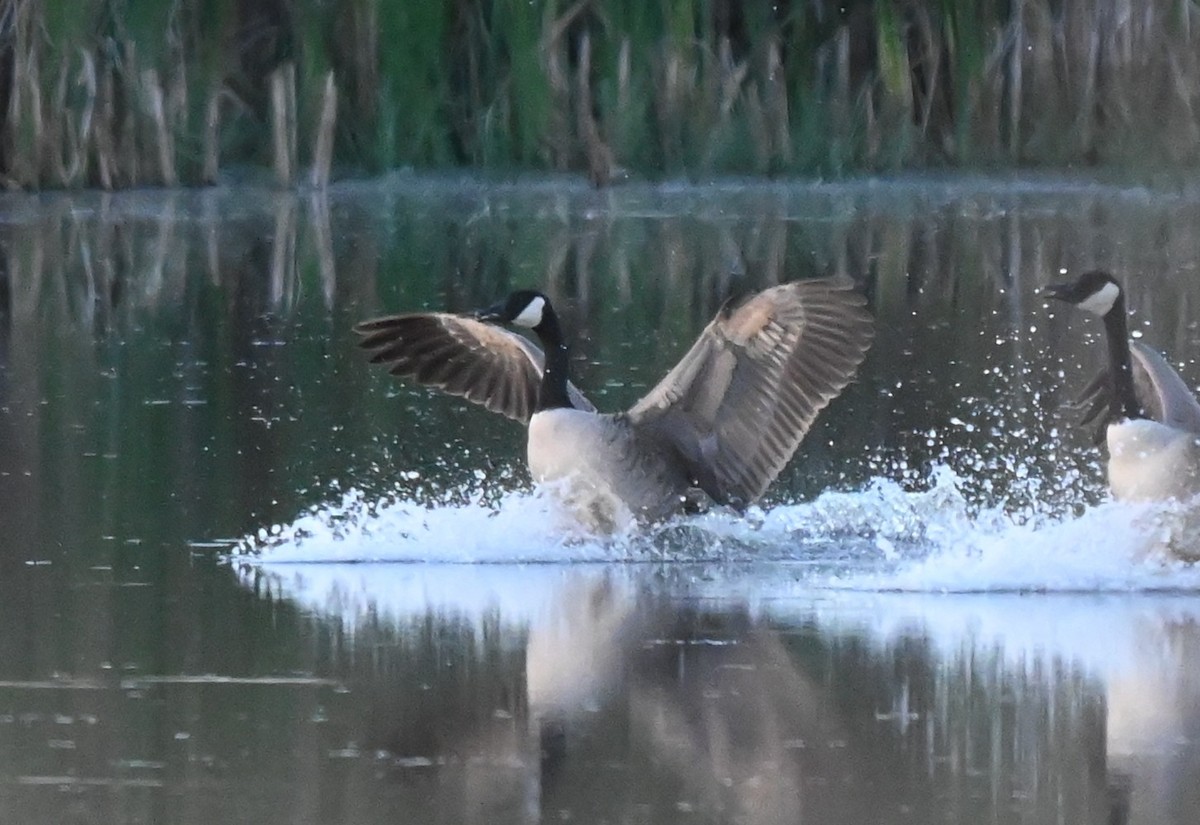 Branta kanadar handia - ML643256791