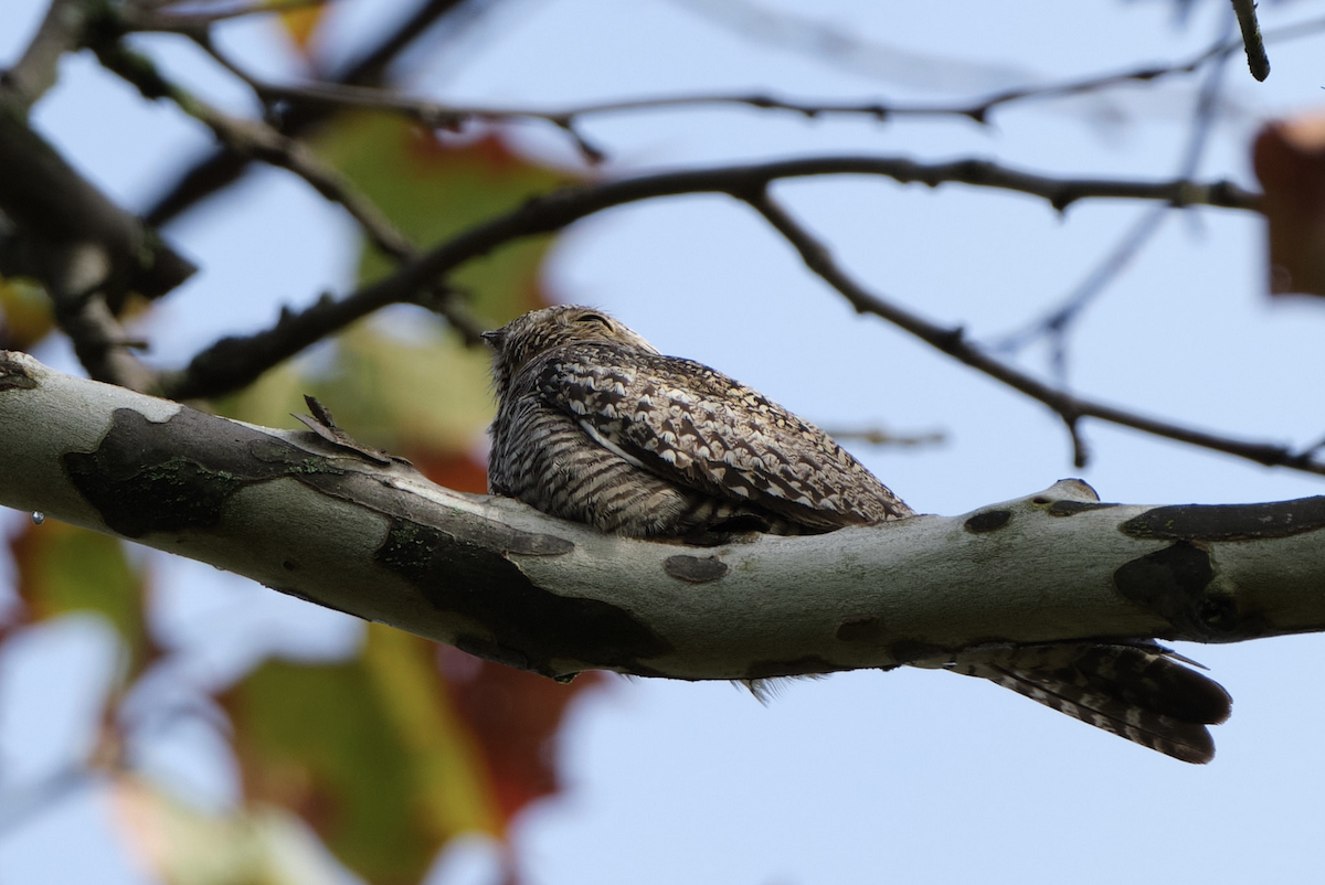 Common Nighthawk - ML643256800