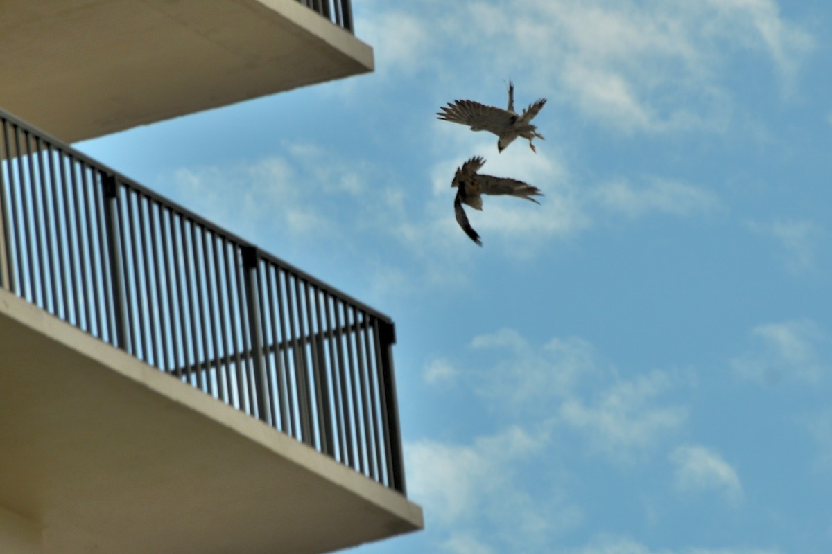 ハヤブサ - ML643256812