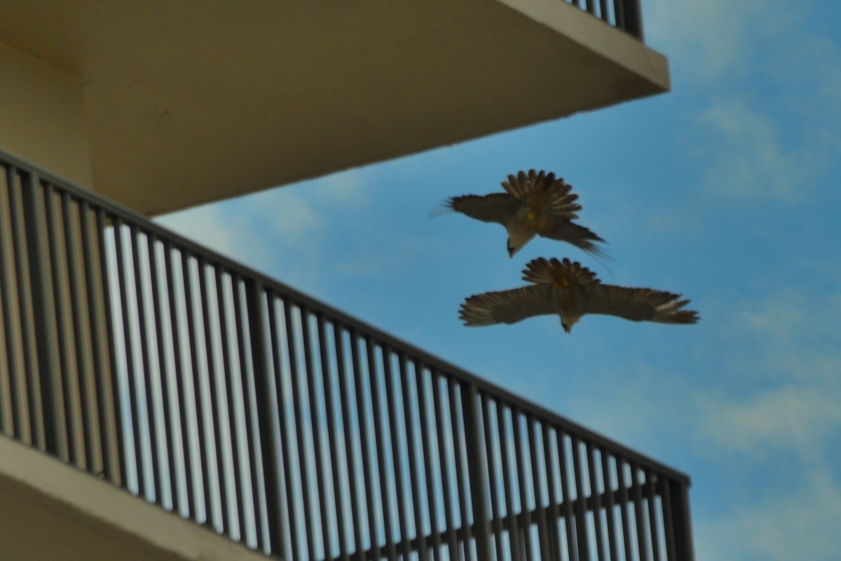 ハヤブサ - ML643256813