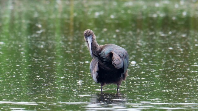 White-faced Ibis - ML643256830