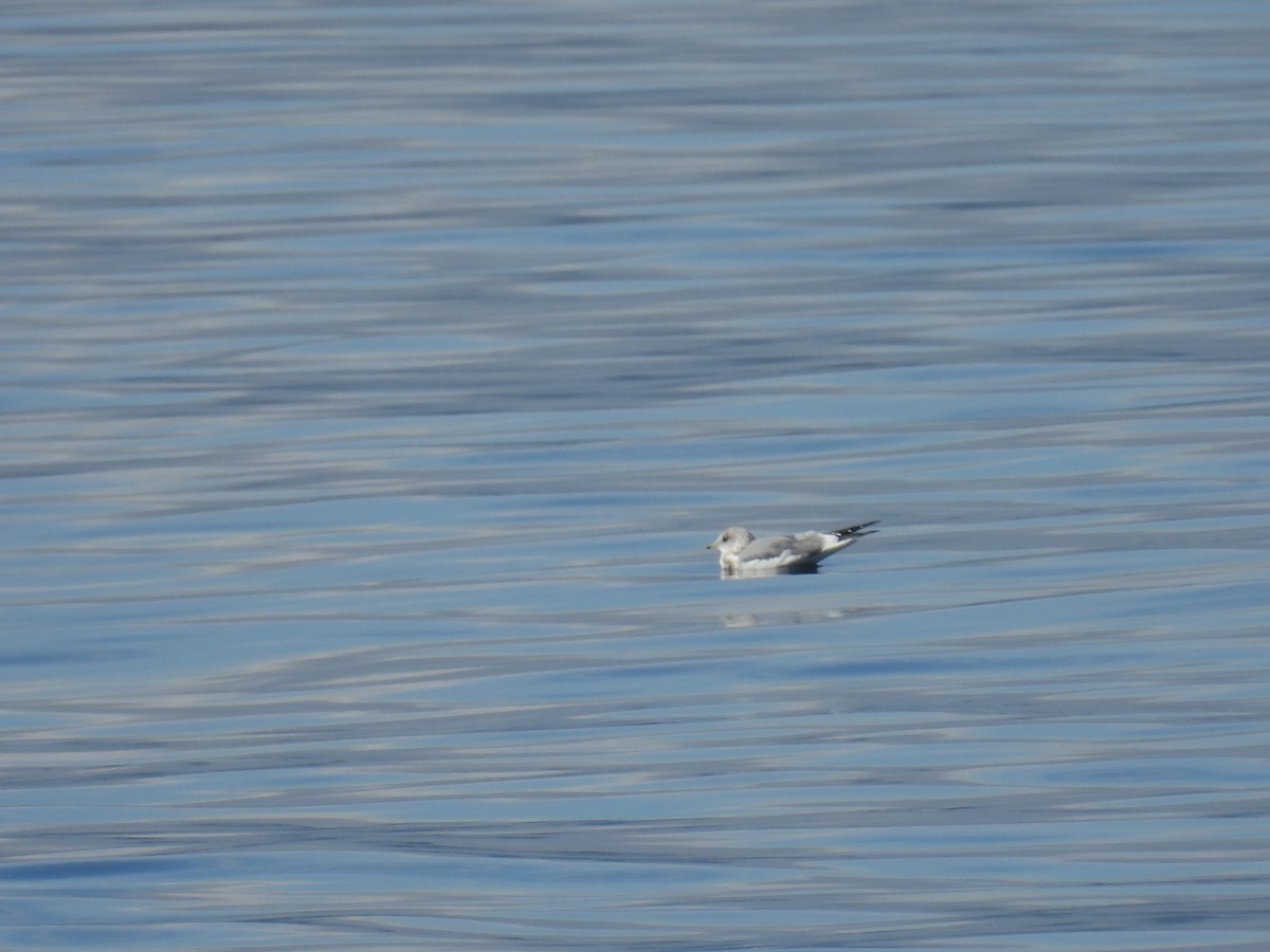 Short-billed Gull - ML643256835