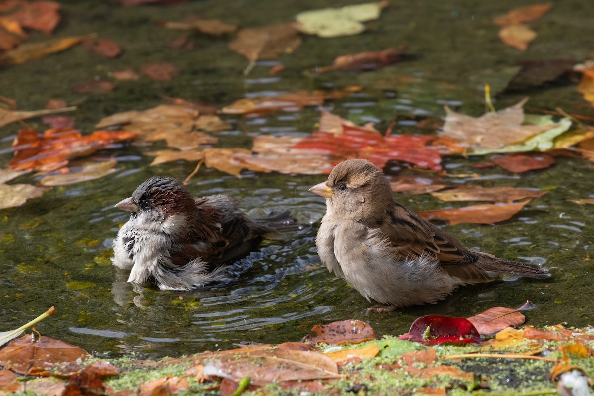 House Sparrow - ML643256897