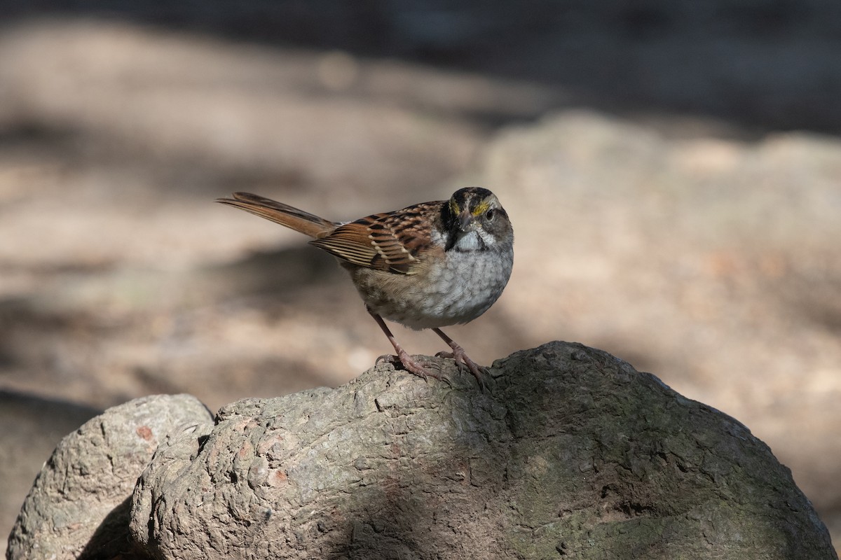 White-throated Sparrow - ML643256900