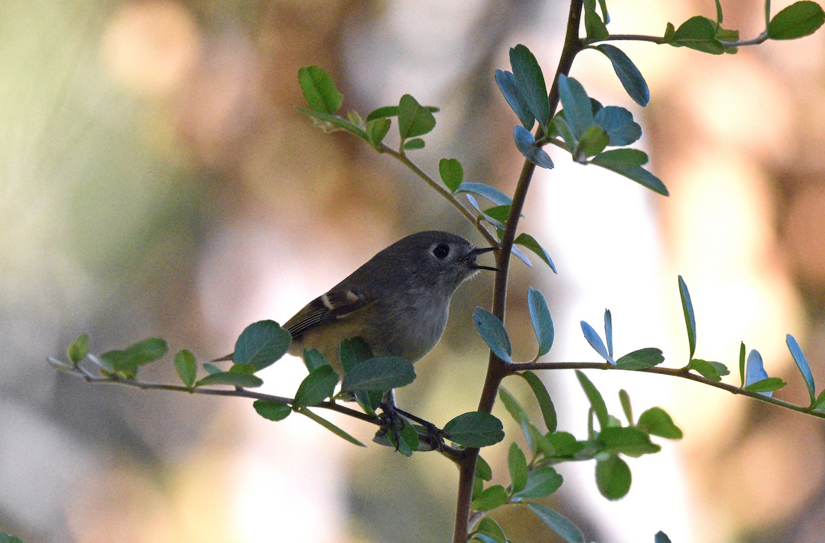 Ruby-crowned Kinglet - ML643256917