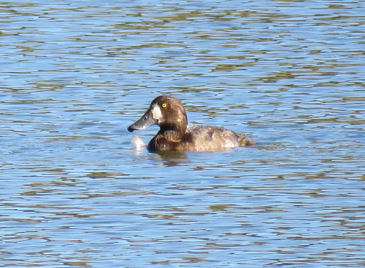 Greater Scaup - ML643256921