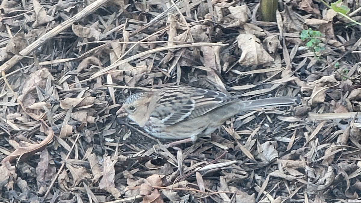 Harris's Sparrow - ML643256927