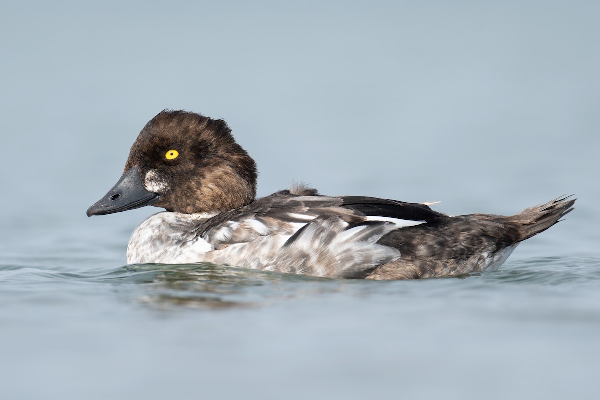 Common Goldeneye - ML643256933