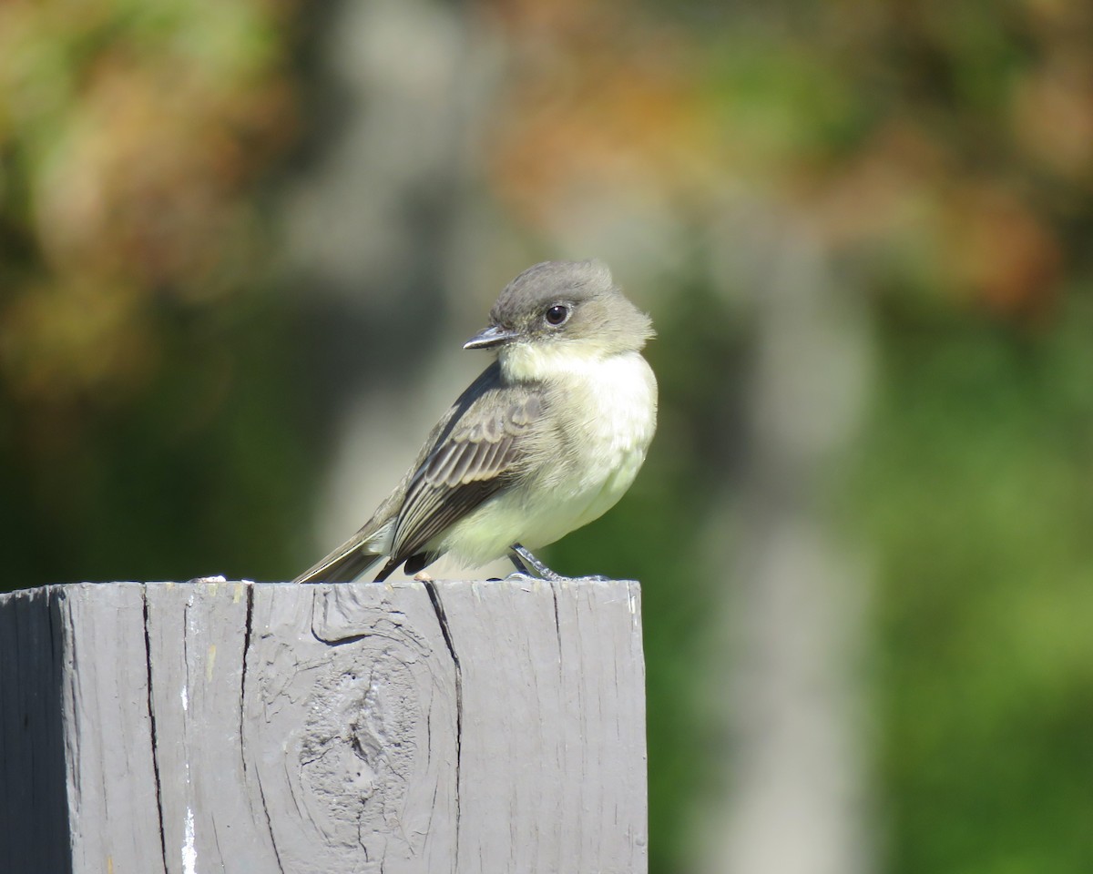 Eastern Phoebe - ML643256936