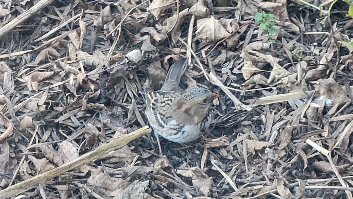 Harris's Sparrow - ML643256940