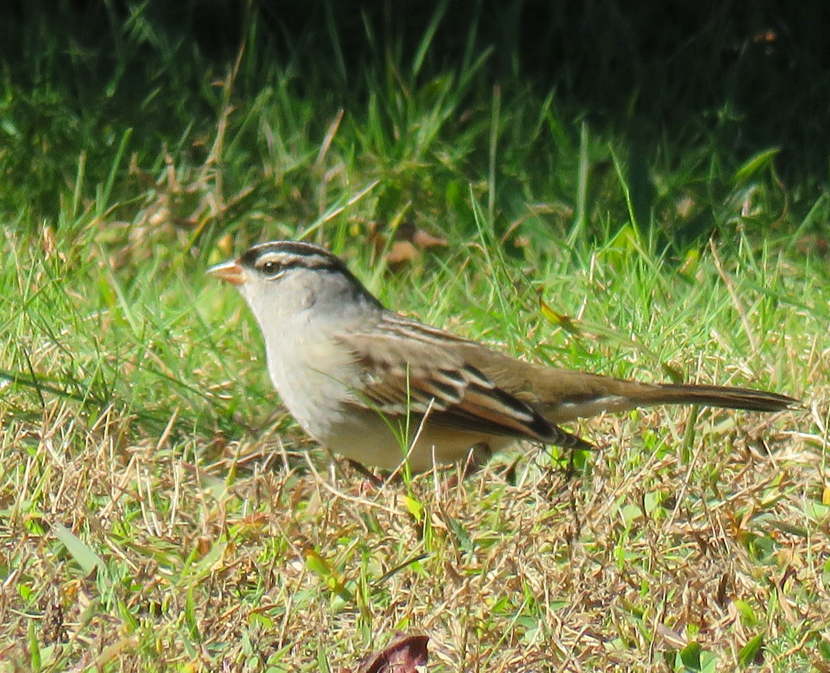 White-crowned Sparrow - ML643256951