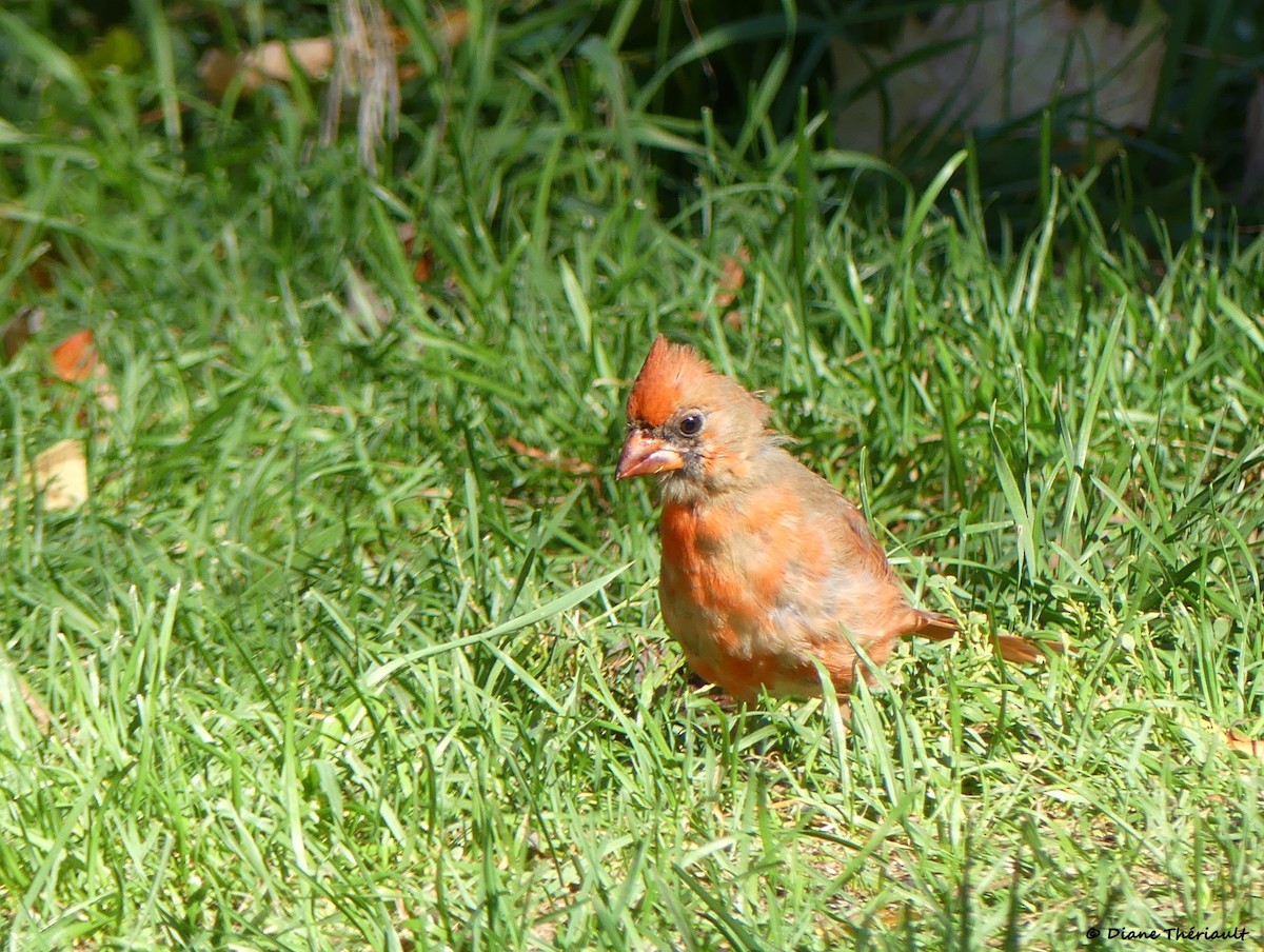 Northern Cardinal - ML643256962