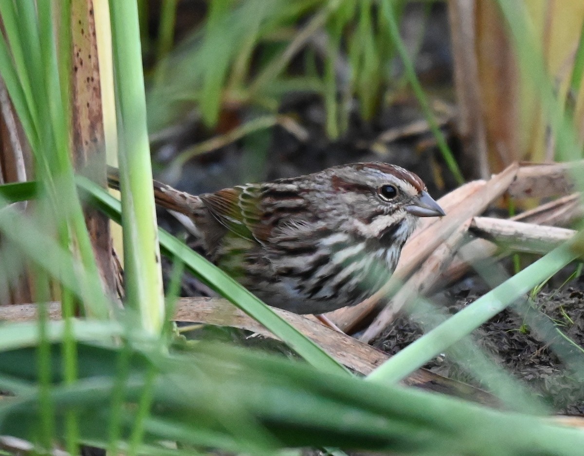 Song Sparrow - ML643256972
