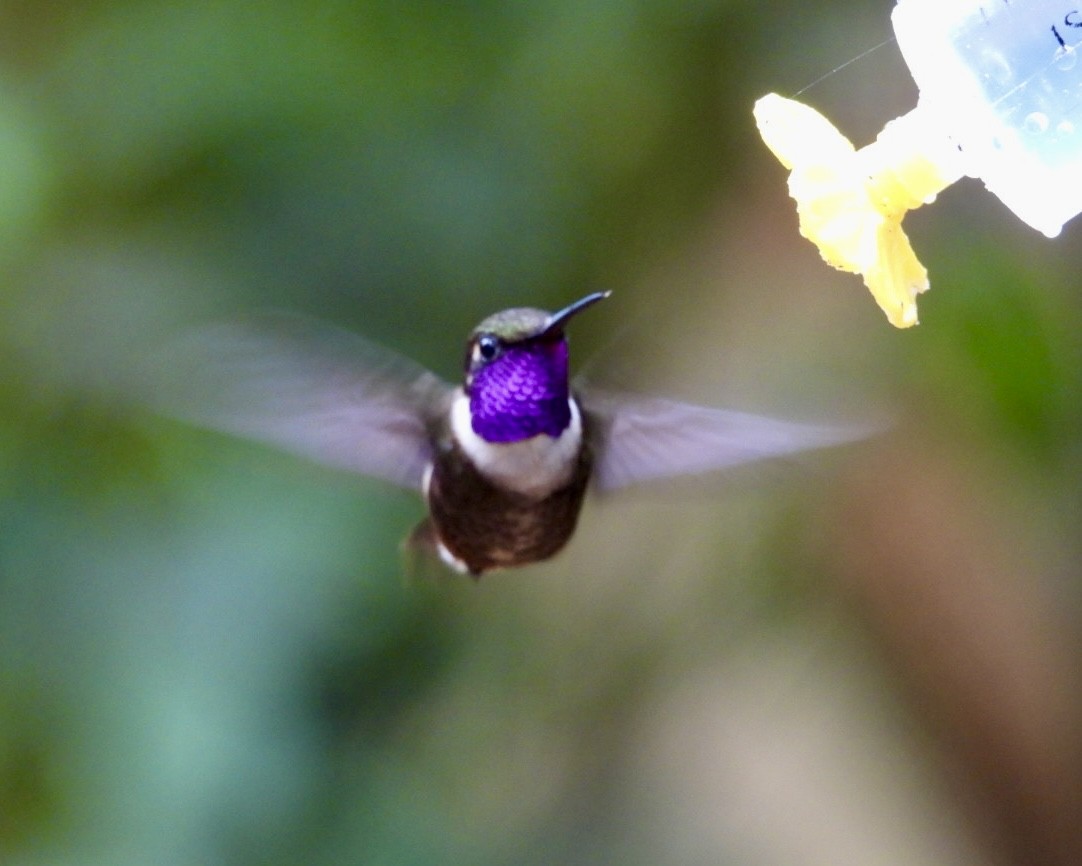 Purple-throated Woodstar - ML643256991