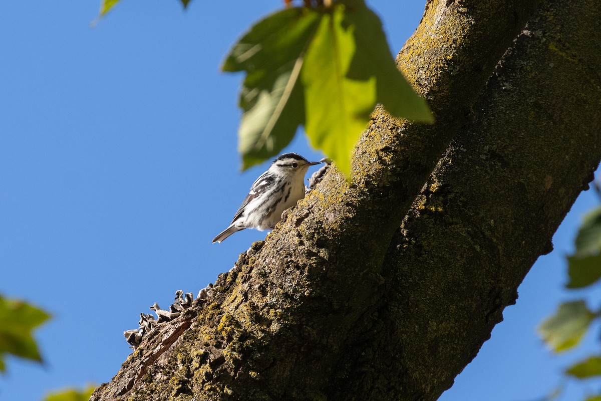 Black-and-white Warbler - ML643257006