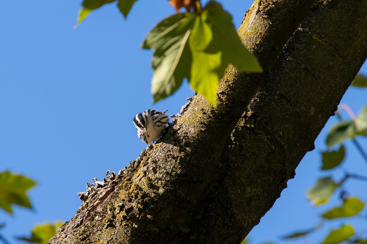 Black-and-white Warbler - ML643257007