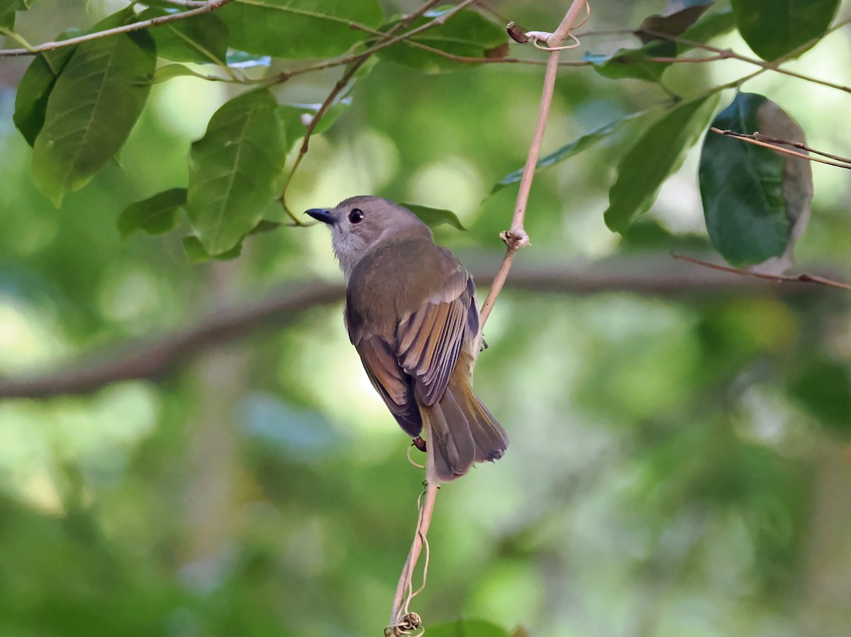 Golden Whistler (Eastern) - ML643257008