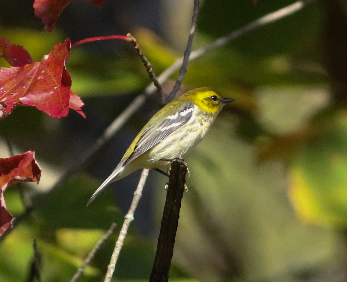 Black-throated Green Warbler - ML643257014