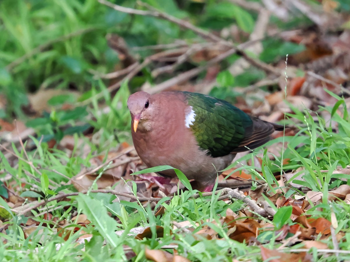 Pacific Emerald Dove - ML643257015
