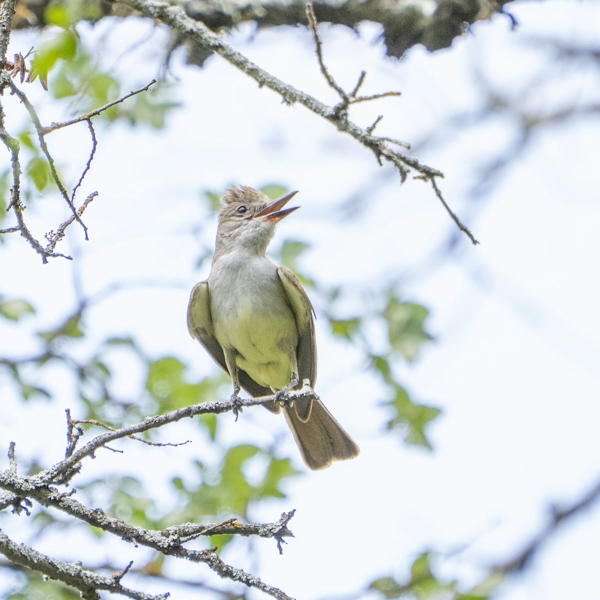 Ash-throated Flycatcher - ML643257024