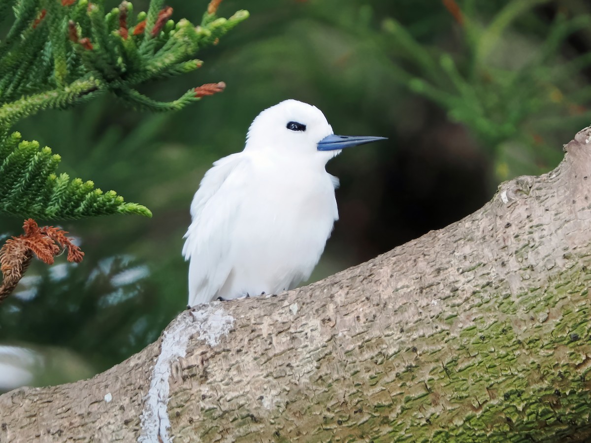 White Tern - ML643257032