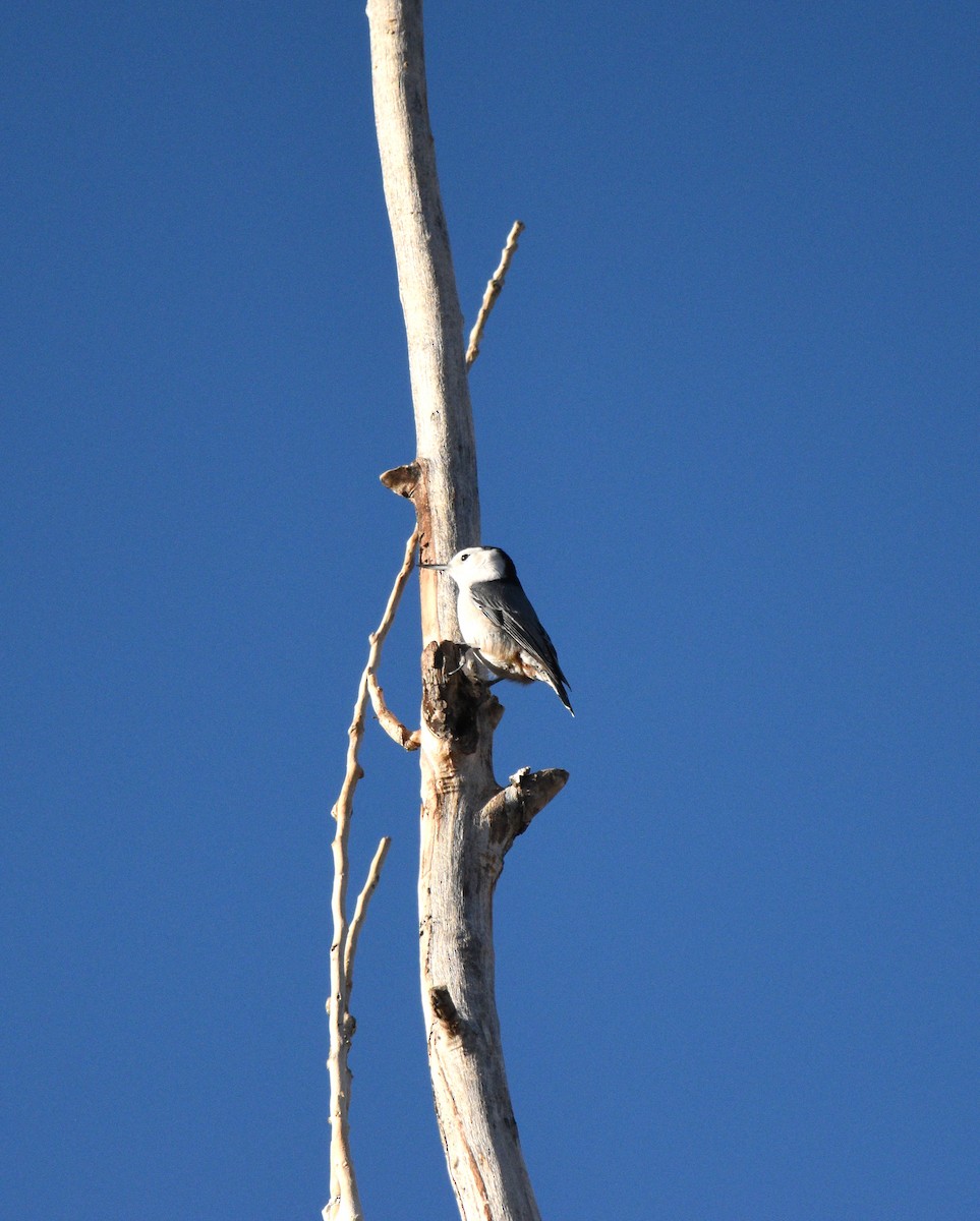 White-breasted Nuthatch (Pacific) - ML643257038