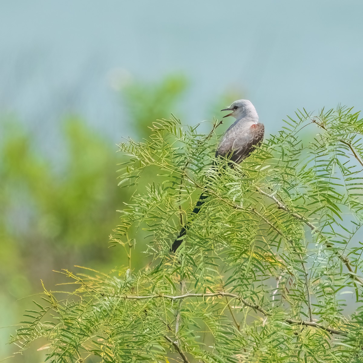 Scissor-tailed Flycatcher - ML643257065