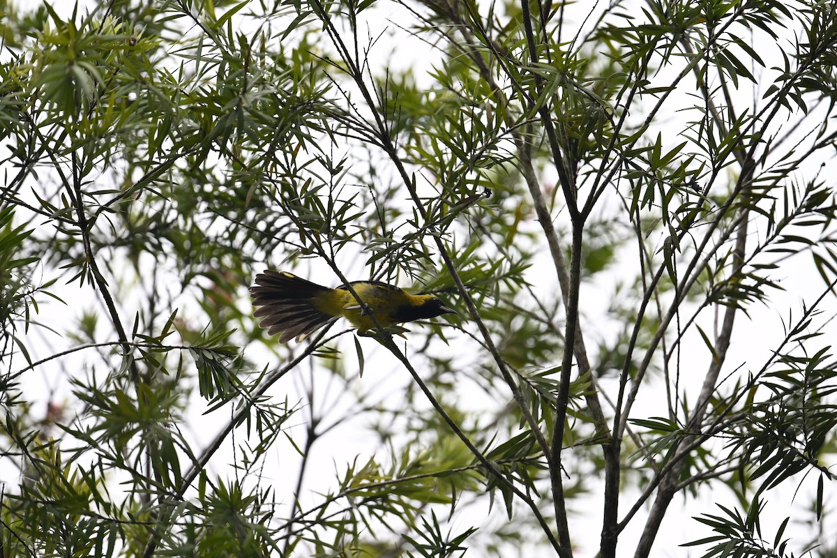 Black-cowled Oriole - ML643257074