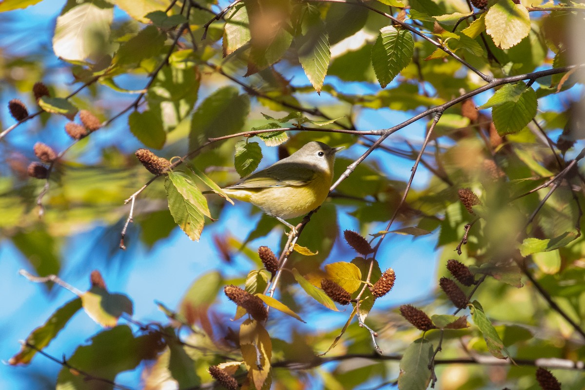 Nashville Warbler - ML643257079