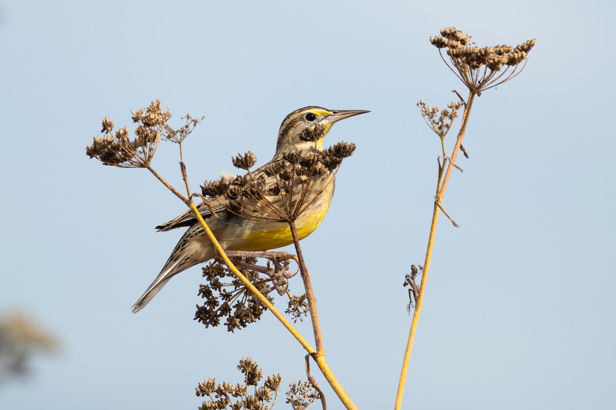 Western Meadowlark - ML643257082