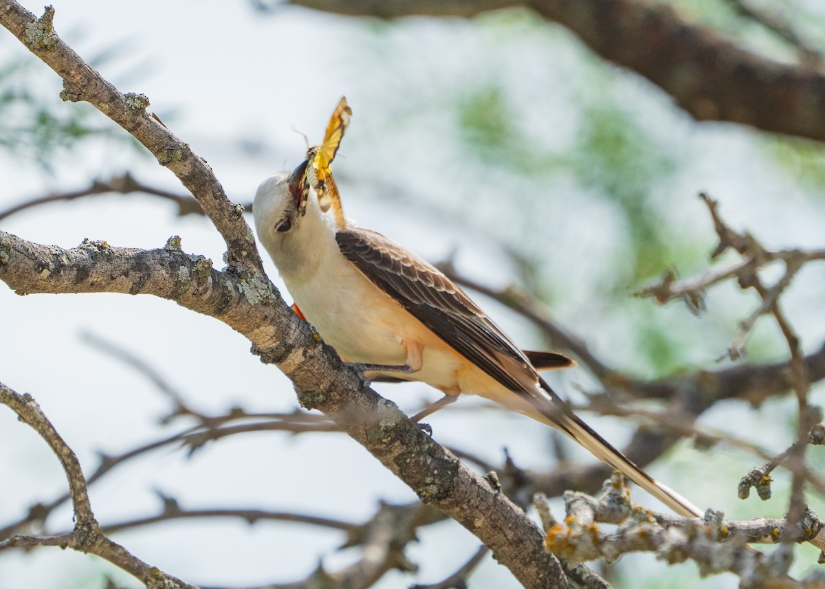 Scissor-tailed Flycatcher - ML643257087