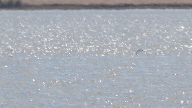 Sabine's Gull - ML643257097