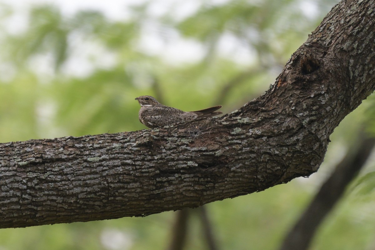 Lesser Nighthawk - ML643257100