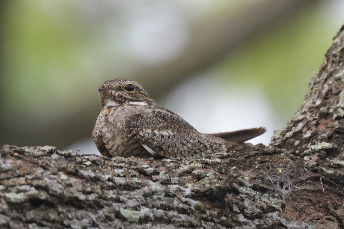 Lesser Nighthawk - ML643257101