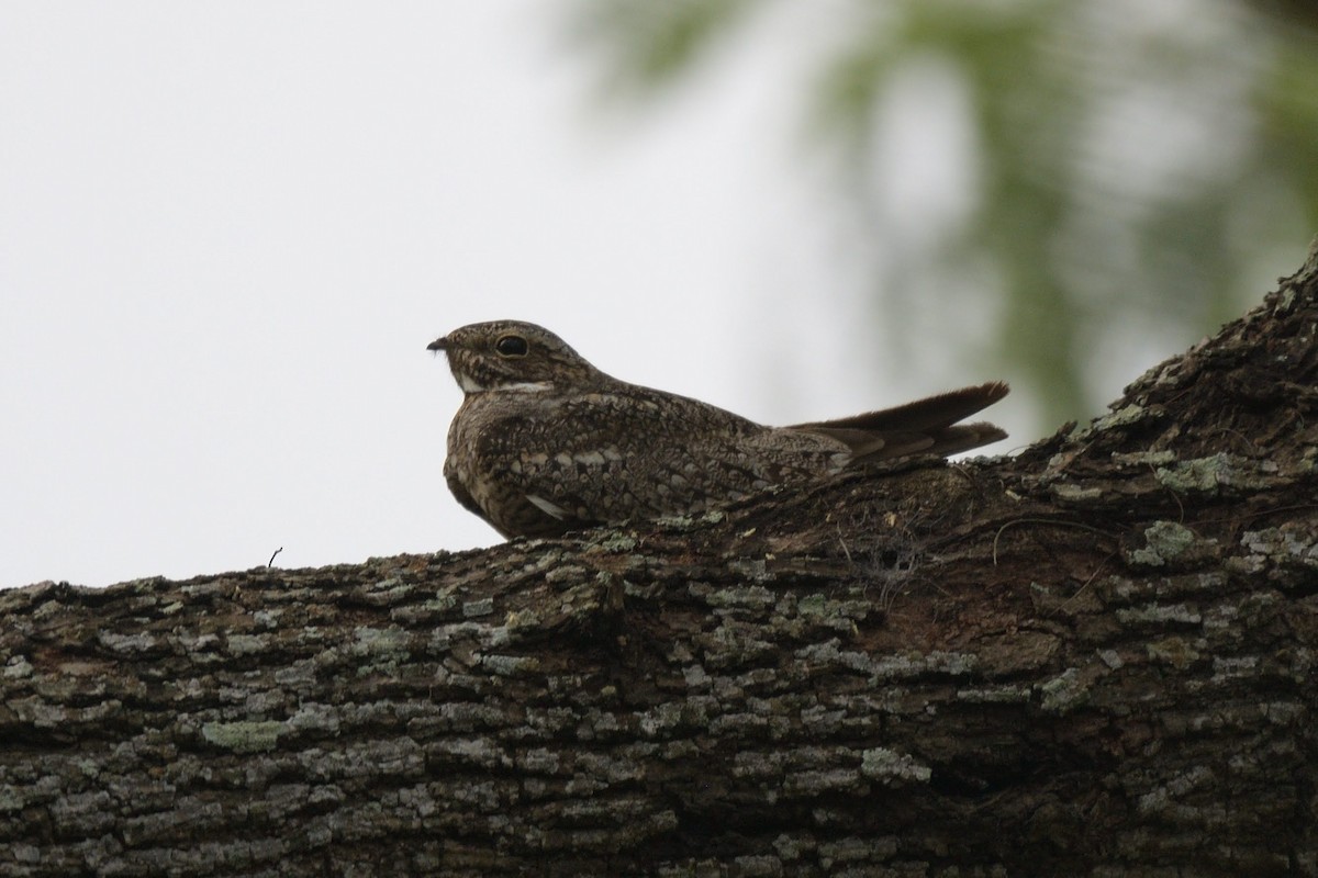Lesser Nighthawk - ML643257102